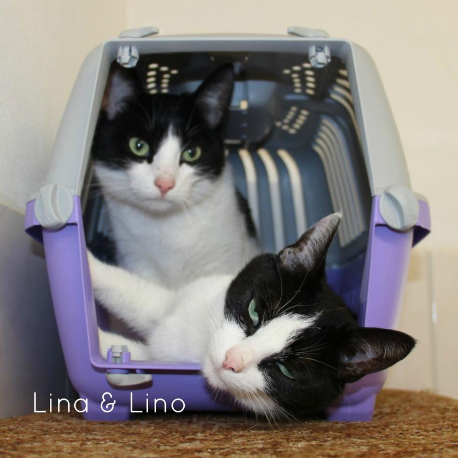 Lino & Lina
