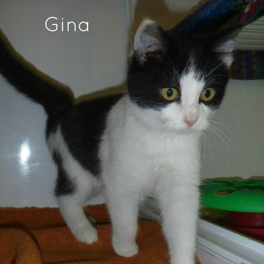 Gina