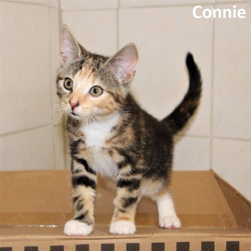 Connie