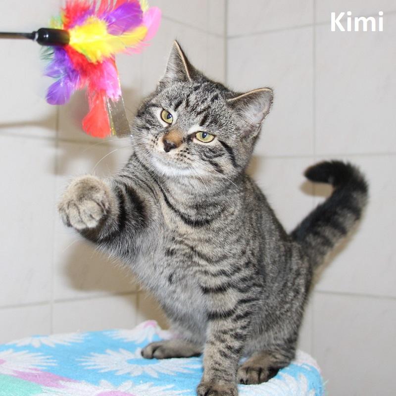 Kimi