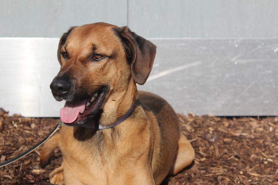 Tierschutzverein Memmingen Die Hunde im Tierheim �Am Vogelsbrunnen�