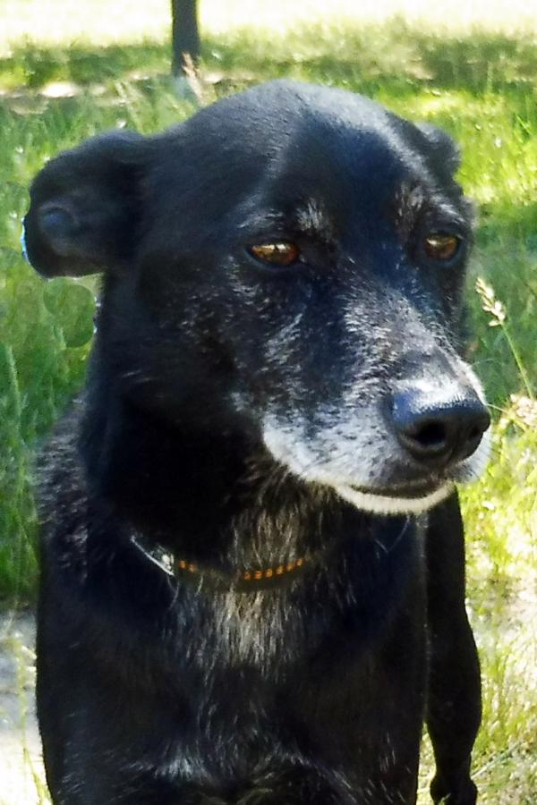 Tierschutzverein Niederbarnim e.V. Mittelgroße Hunde, 40 cm bis 55 cm