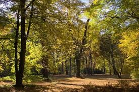 Waldfoto Waldfoto