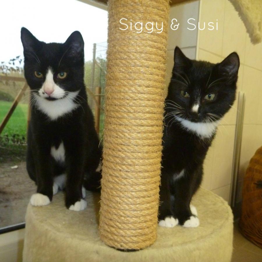Siggi&Susi
