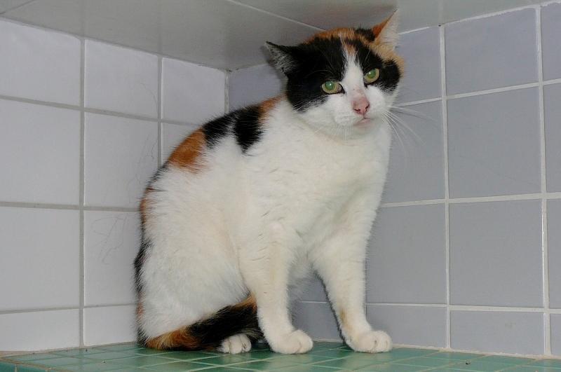 Tierschutzverein Pirna u.U. e.V. - Unsere Katzen
