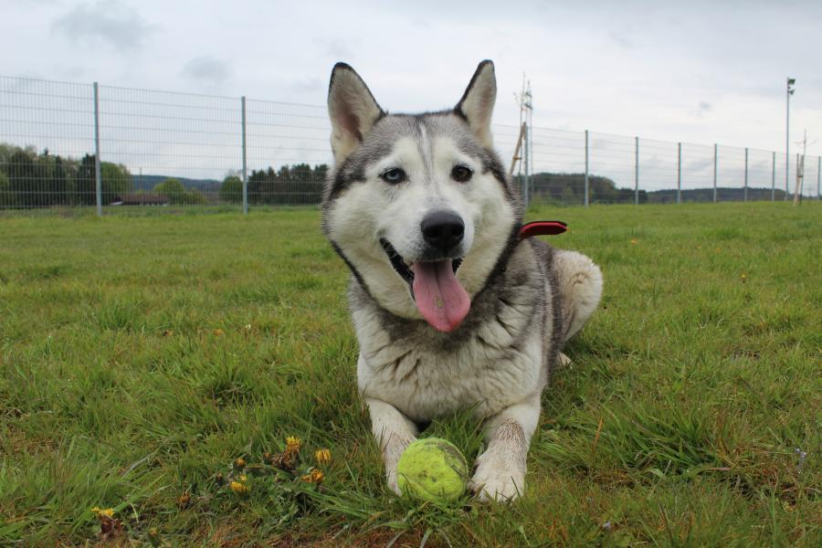 Tierschutzverein Memmingen Die Hunde im Tierheim �Am Vogelsbrunnen�