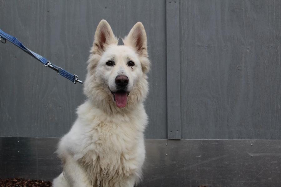 Tierschutzverein Memmingen Die Hunde im Tierheim �Am Vogelsbrunnen�