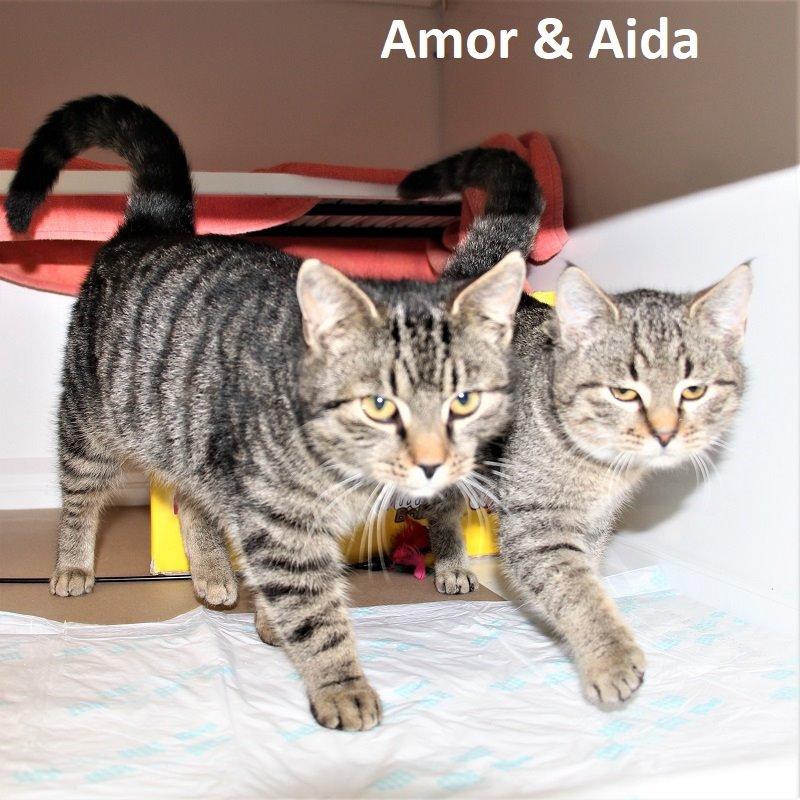 Amor & Aida
