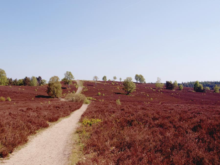 Lüneburger Heide