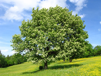 Baum2011 Elsbeere / Foto: Kuratorium Baum des Jahres