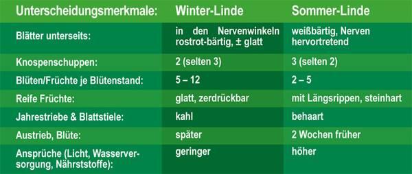 Baum2016 Winter-/Sommer-Linde, Tabelle / ©: Dr. Silvius Wodarz Stiftung