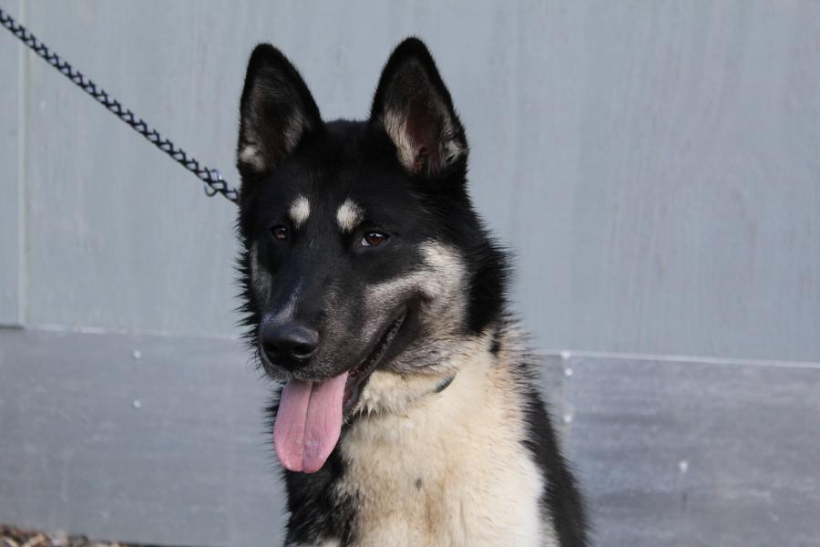 Tierschutzverein Memmingen Die Hunde im Tierheim �Am Vogelsbrunnen�