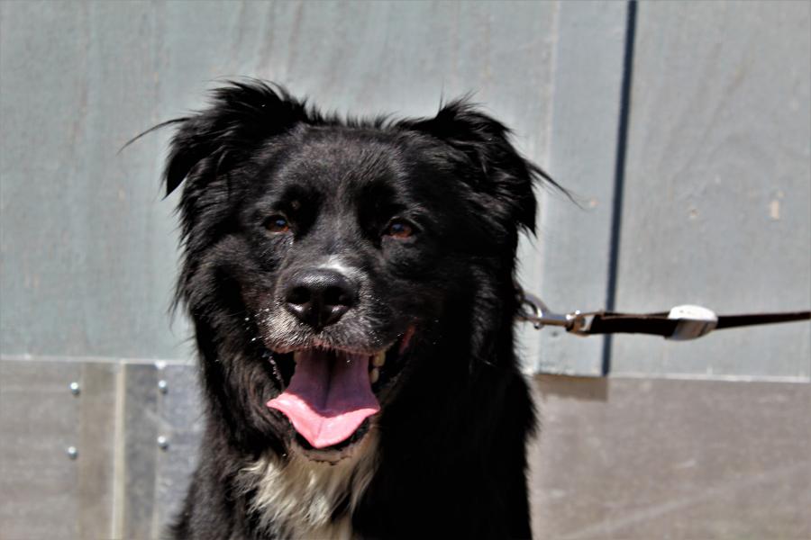 Tierschutzverein Memmingen Die Hunde im Tierheim �Am Vogelsbrunnen�