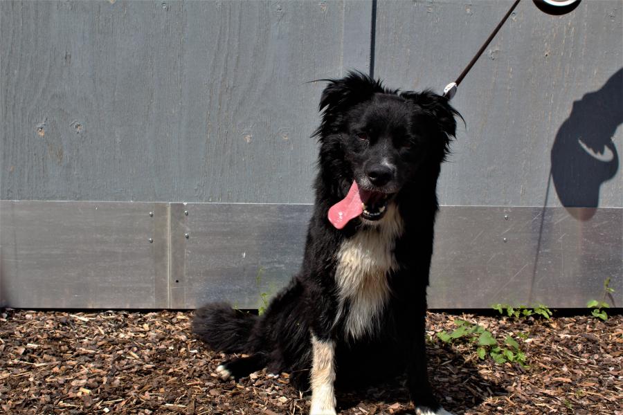 Tierschutzverein Memmingen Die Hunde im Tierheim �Am Vogelsbrunnen�