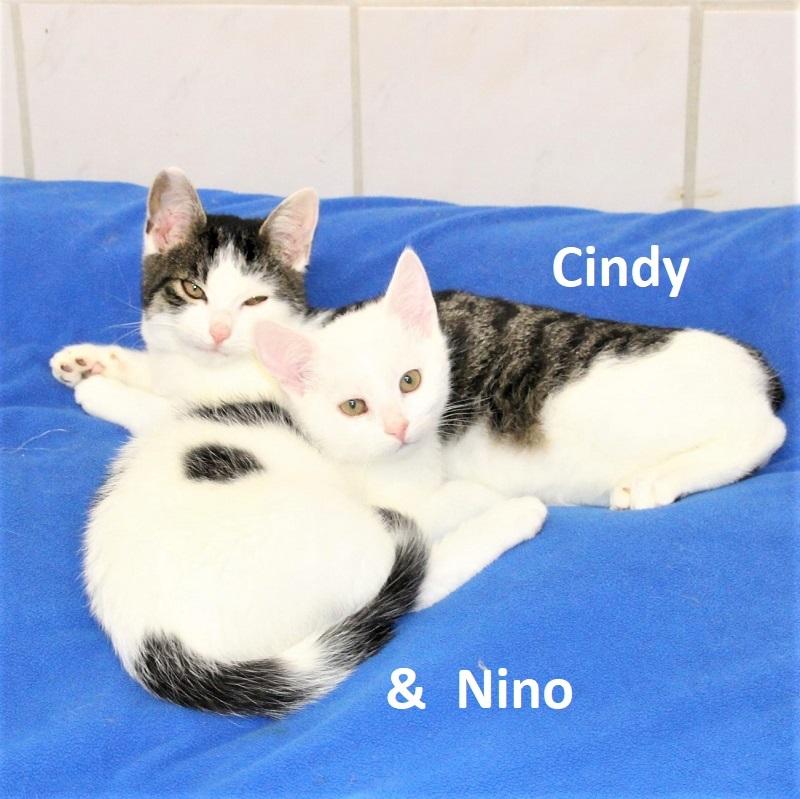 Cindy & Nino