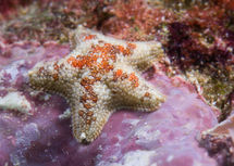 Asterina Gänsefuß Seestern