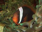 Weißbinden-Glühkohlen-Anemonenfisch