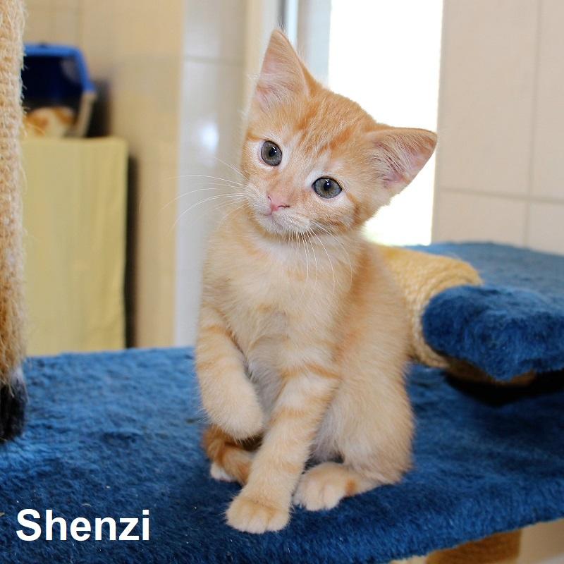 Shenzi
