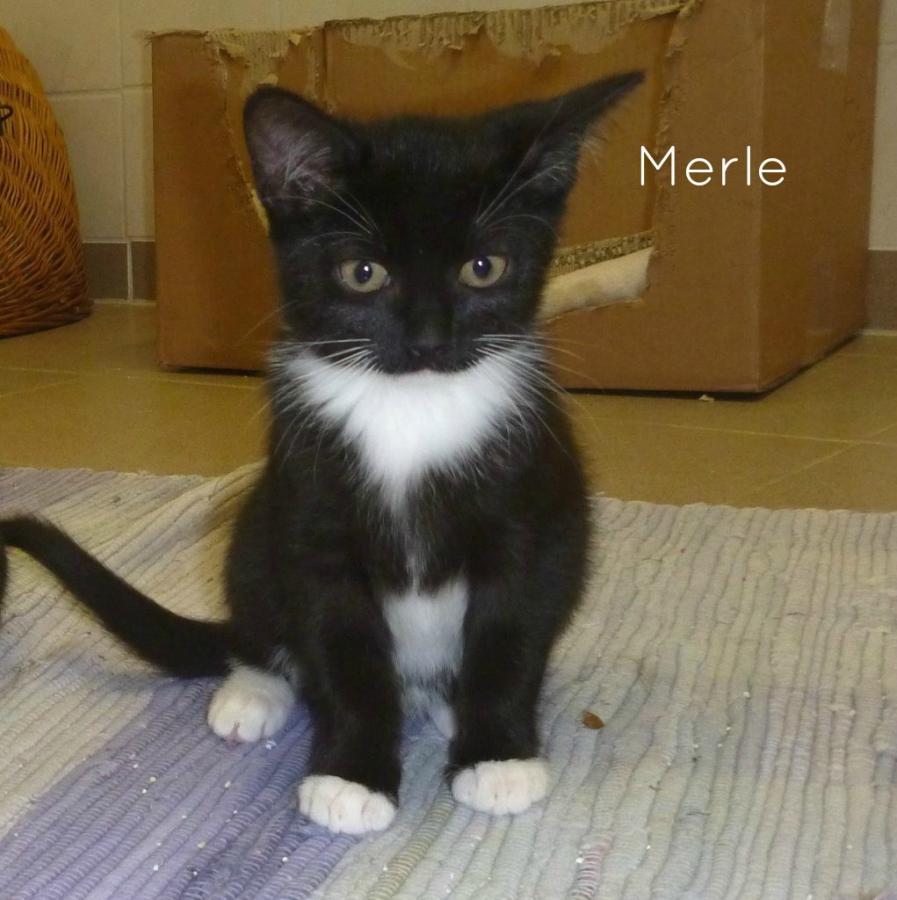 Merle