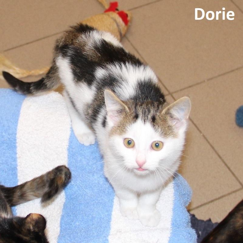 Dorie