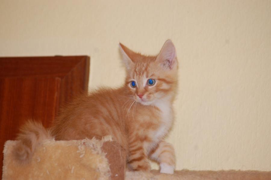Kitten Lilly