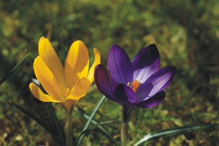 Fruehling, Foto: Gemeinde Wandlitz