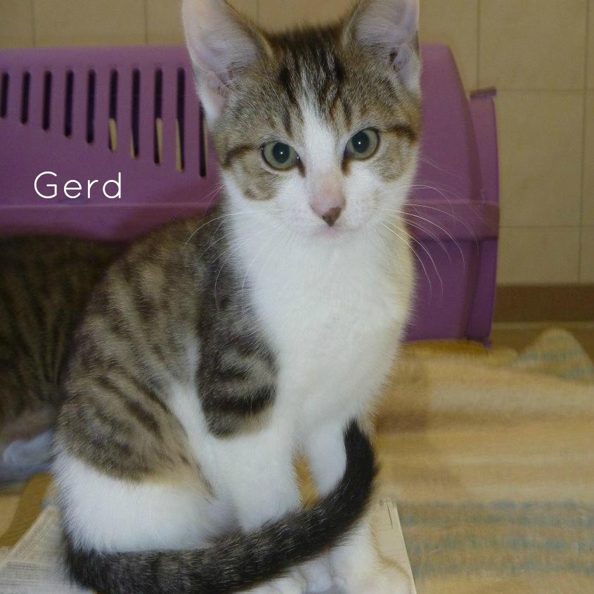 Gerd