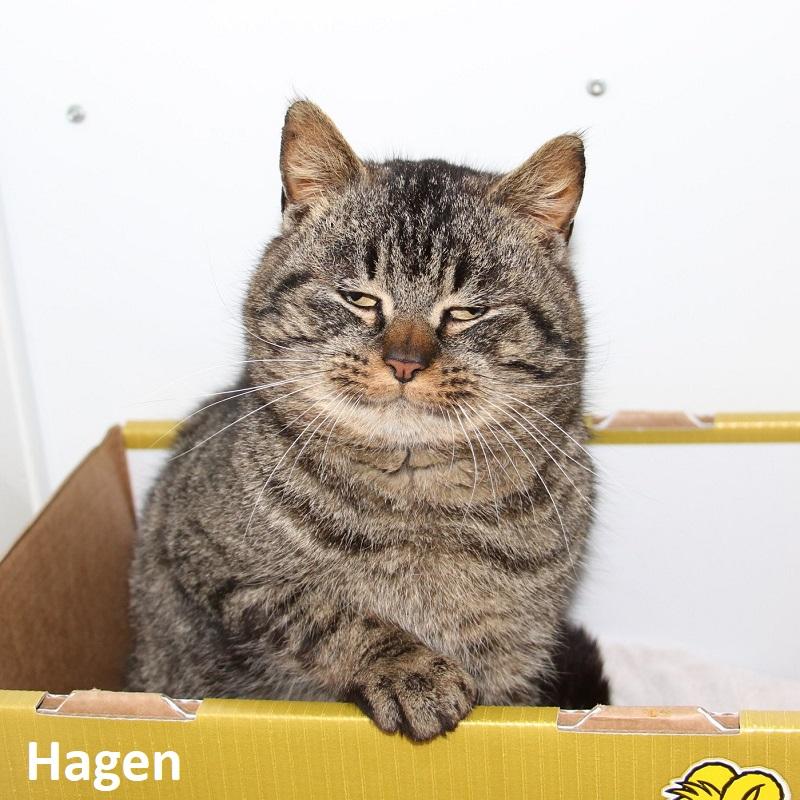 Hagen