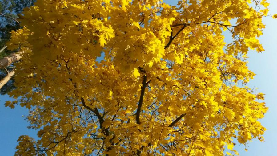Baum in Herbstfarben