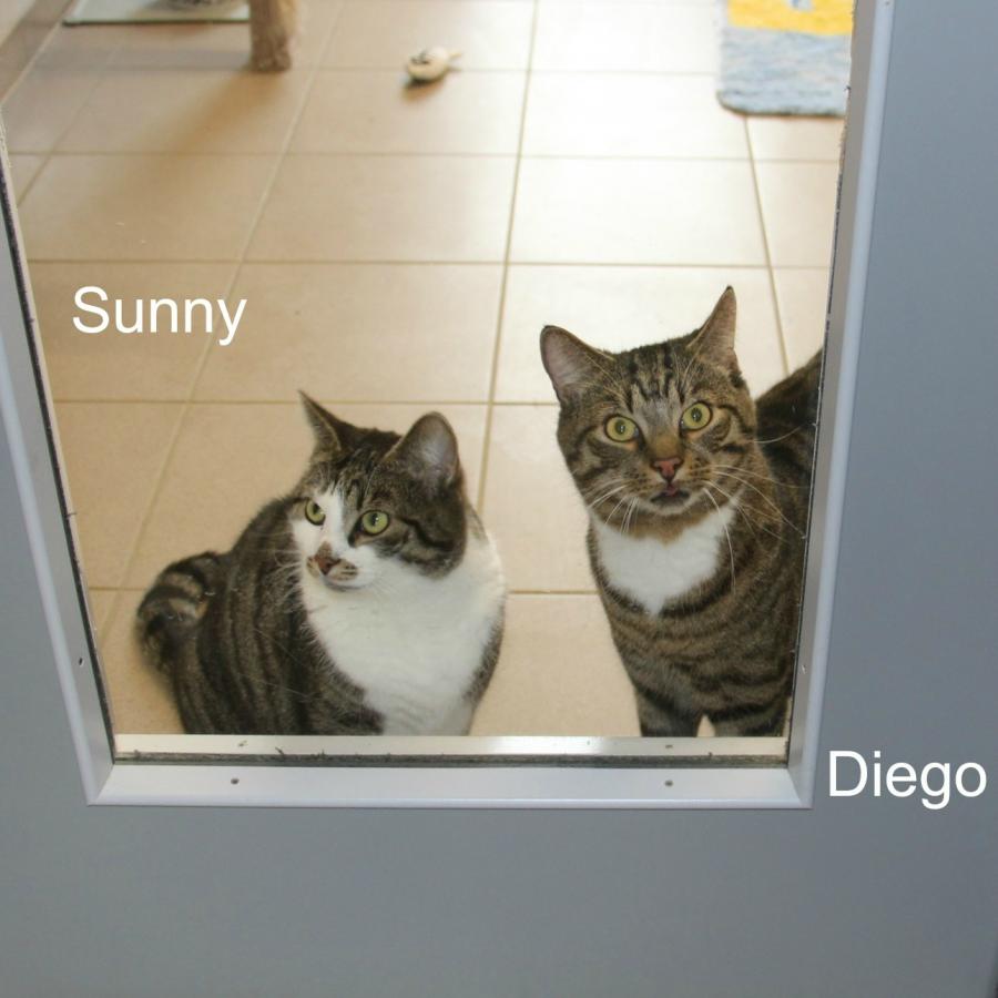 Diego & Sunny