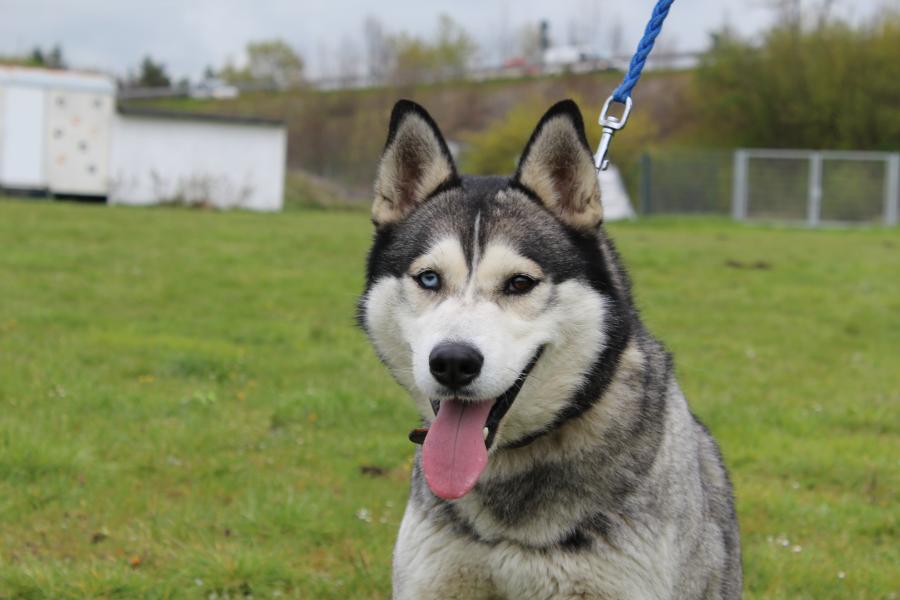 Tierschutzverein Memmingen Die Hunde im Tierheim �Am Vogelsbrunnen�