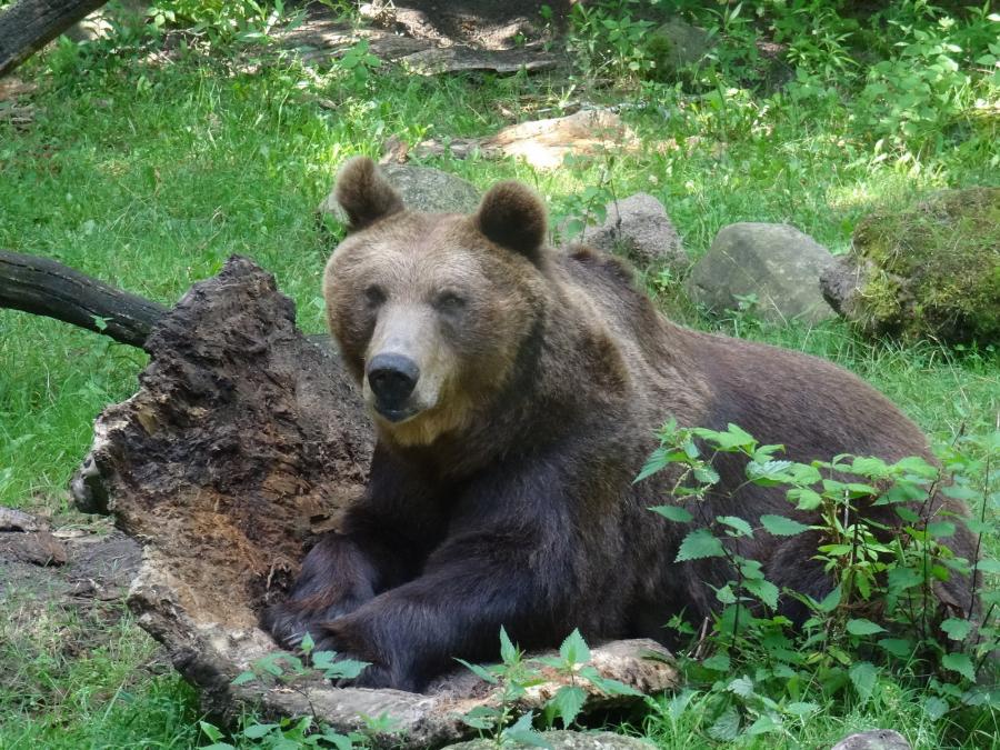 Braunbär 2017 Braunbär 2017