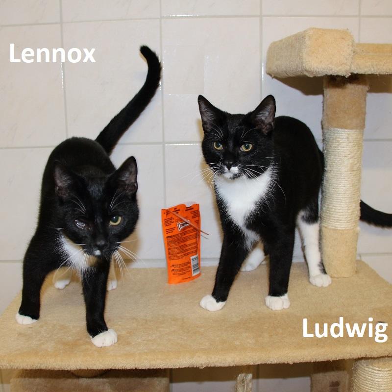 Lennox & Ludwig