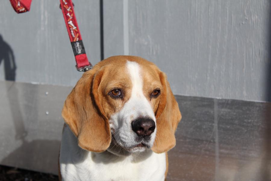 Tierschutzverein Memmingen Die Hunde im Tierheim �Am Vogelsbrunnen�