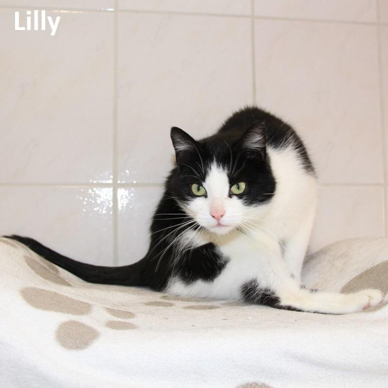 Lilly