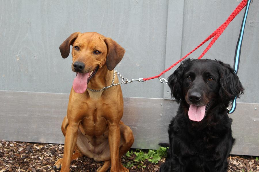 Tierschutzverein Memmingen Die Hunde im Tierheim �Am Vogelsbrunnen�