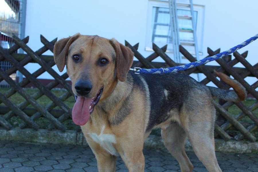 Tierschutzverein Memmingen Die Hunde im Tierheim �Am Vogelsbrunnen�