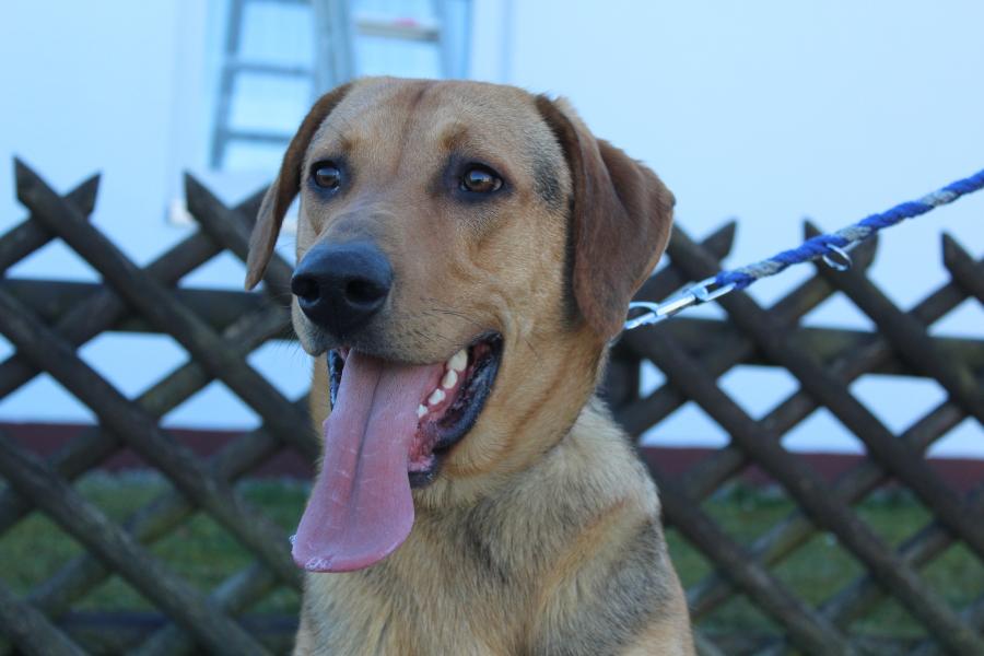 Tierschutzverein Memmingen Die Hunde im Tierheim �Am Vogelsbrunnen�