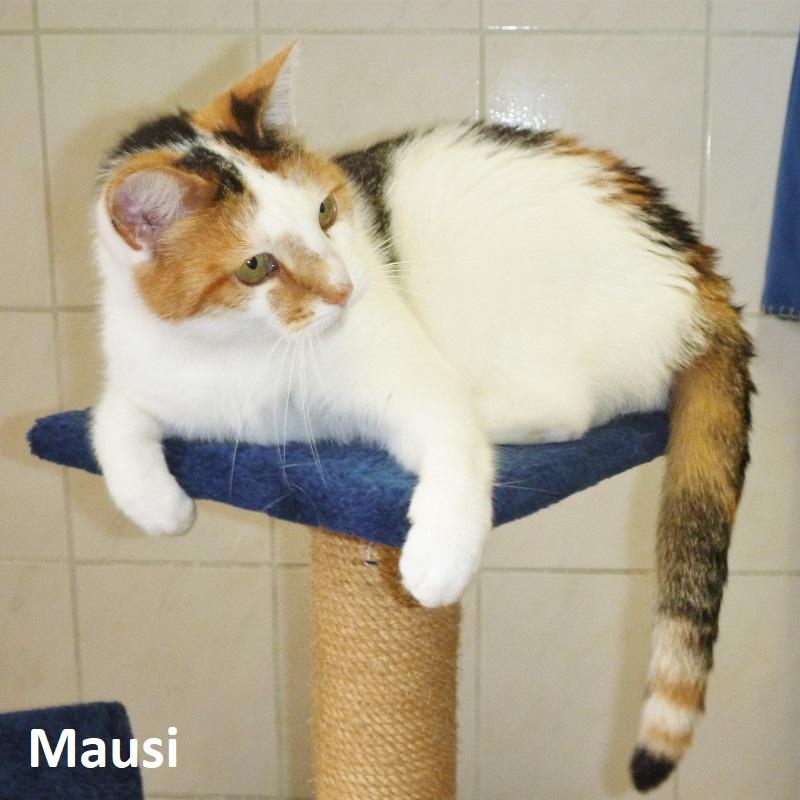 Mausi
