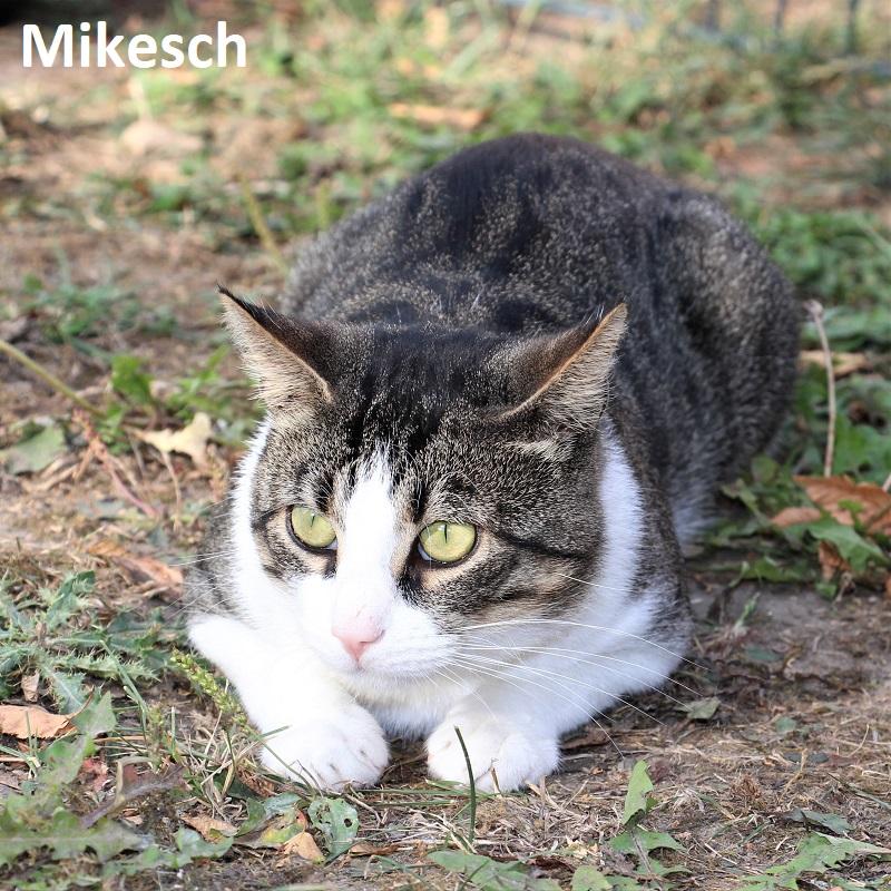Mikesch