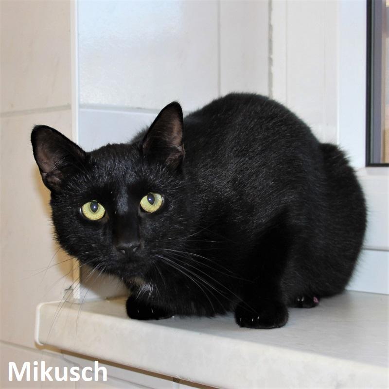 Mikusch