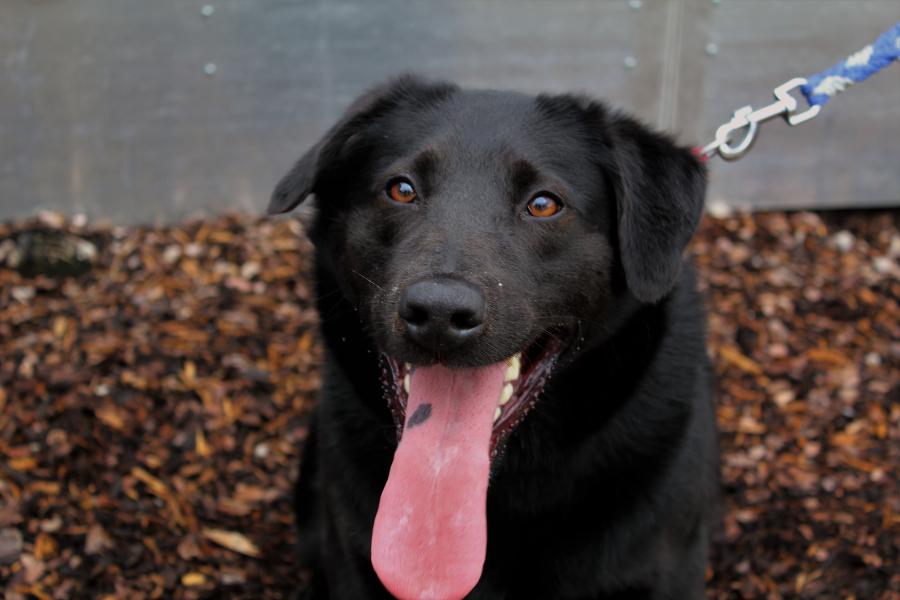 Tierschutzverein Memmingen Die Hunde im Tierheim �Am Vogelsbrunnen�