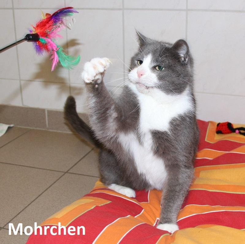 Mohrchen
