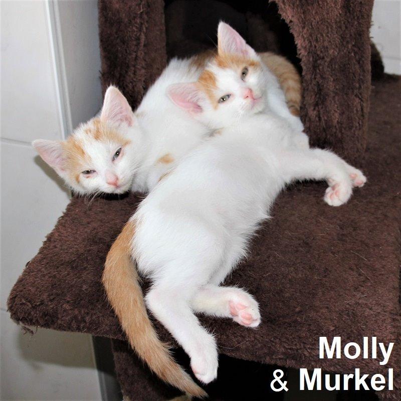 Molly & Murkel