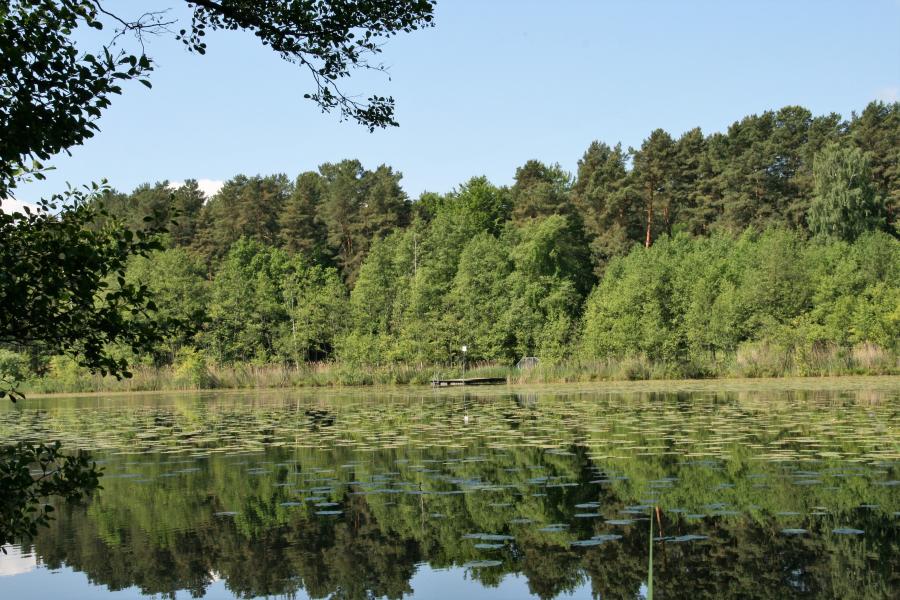 Natur_See_Wald_Foto: Galler