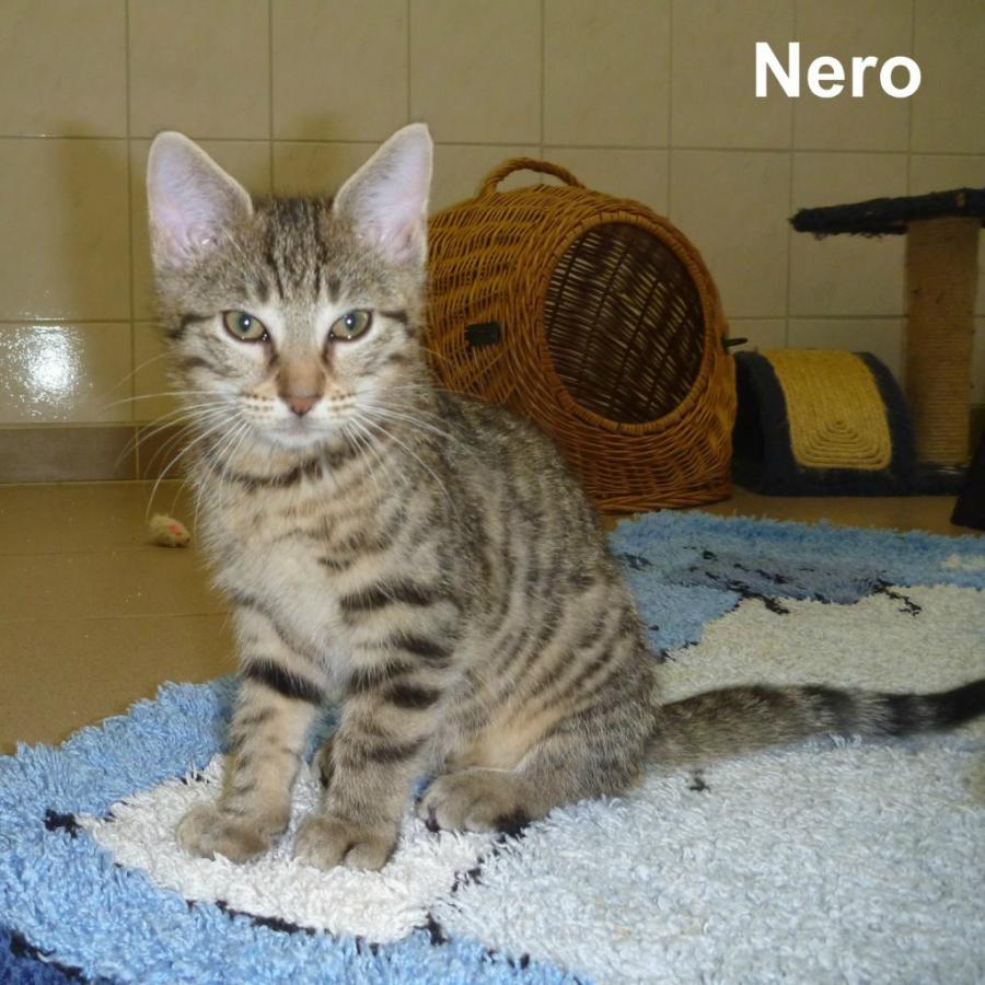 Nero