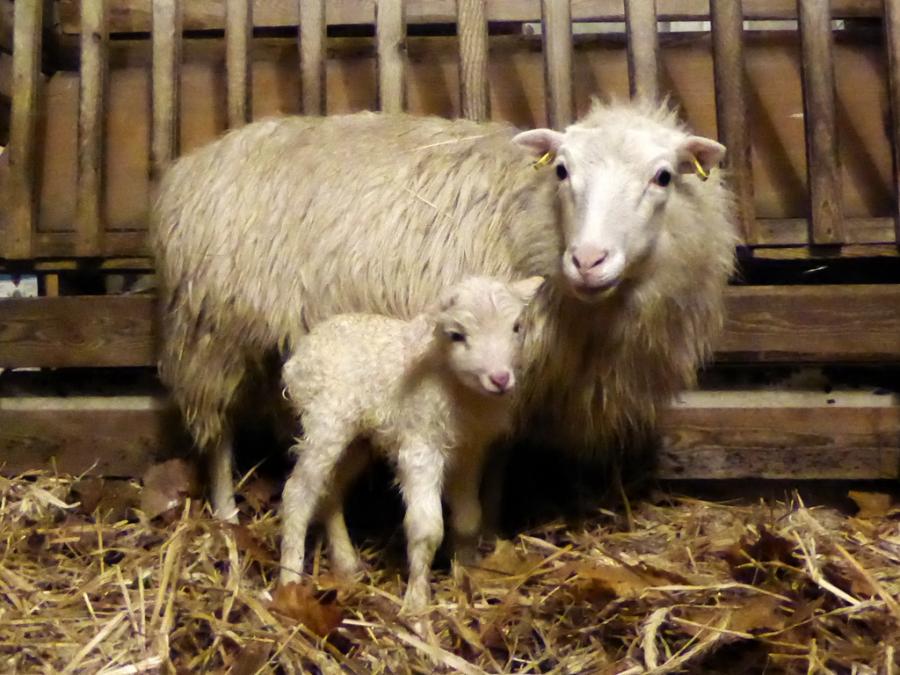 ein strammer Bock am 28.12.2015 geboren