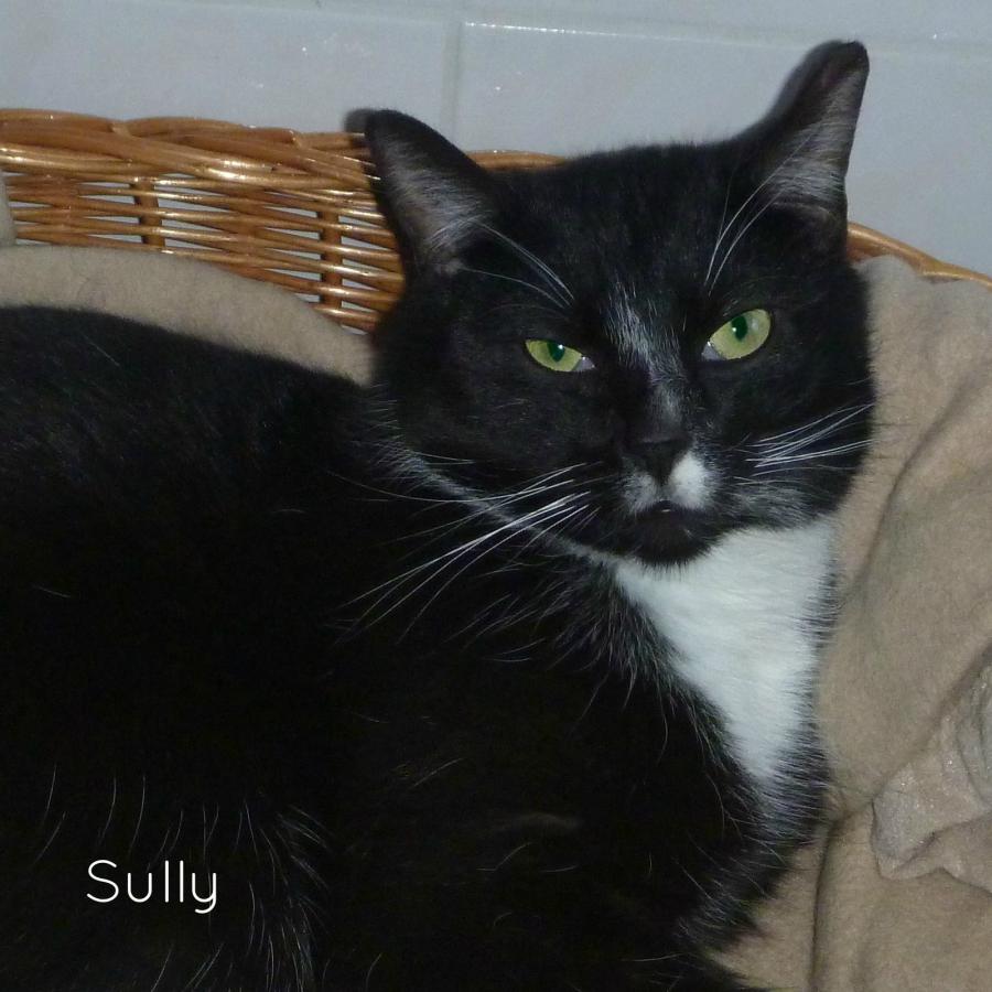 Sully (2011-2015)
