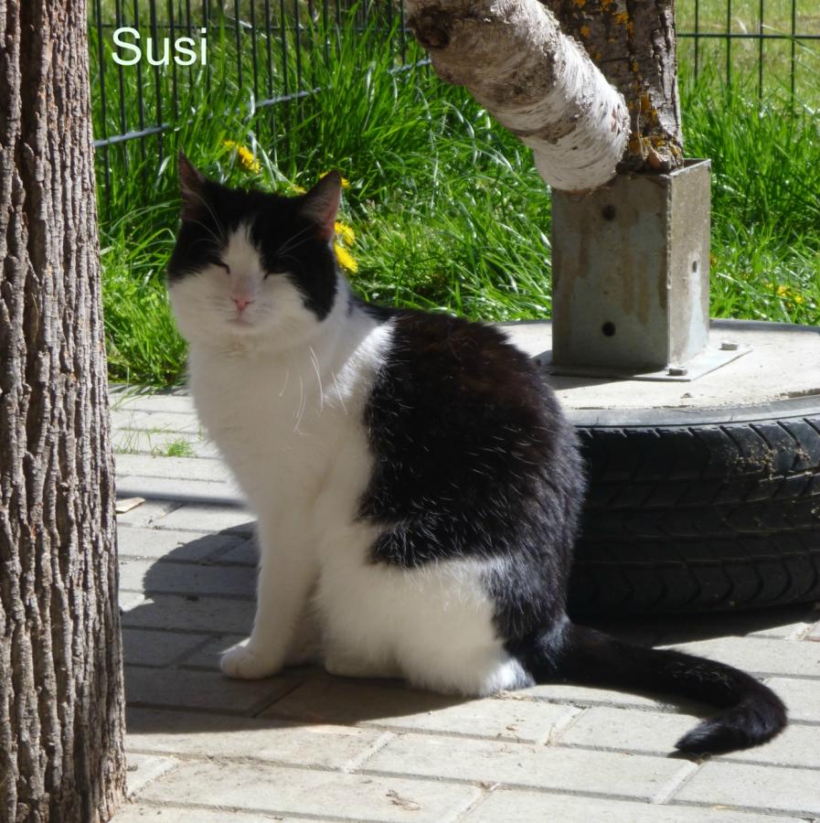 Susi