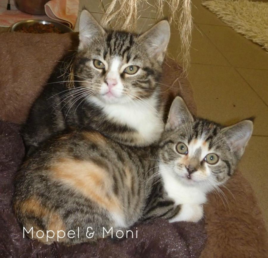Moppel & Moni